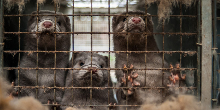 Κοζάνη : Η ασθένεια στα βιζόν ήρθε και στην Ελλάδα – Θετικά όλα τα δείγματα στη φάρμα