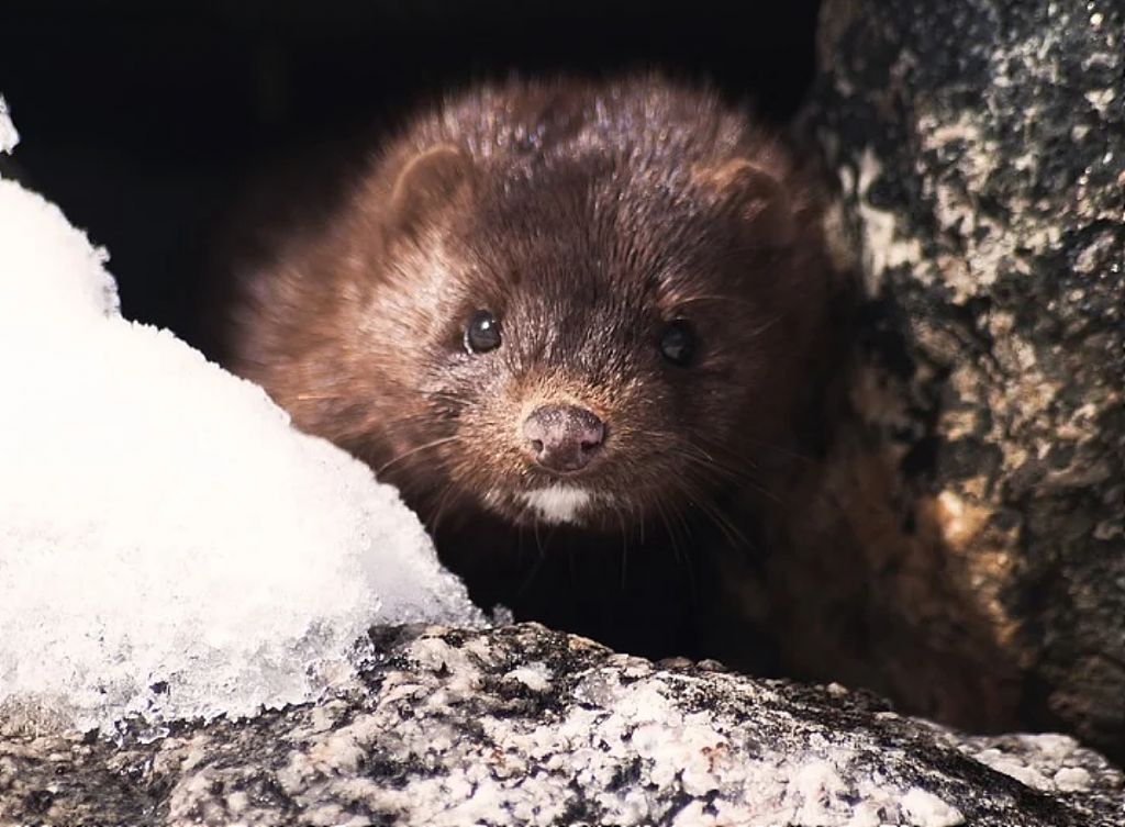 Κοροναϊός – Βιζόν : Ποια η σχέση μετάδοσής τους με τον άνθρωπο ;
