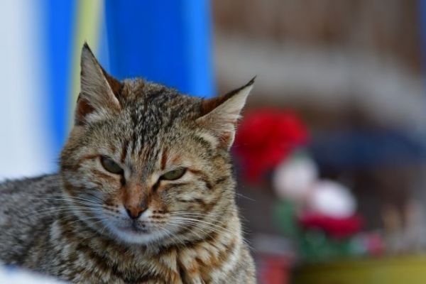 Απίστευτο: Βρήκε τη χαμένη του γάτα στις… αμερικανικές εκλογές