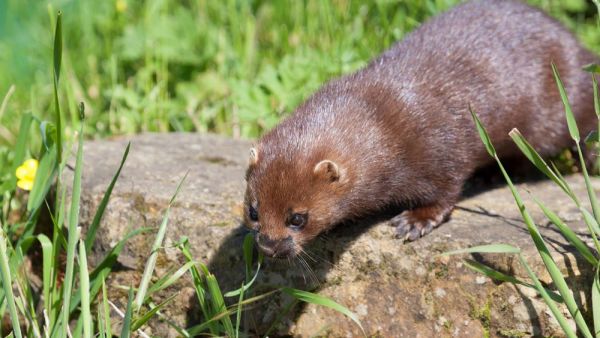 Συναγερμός σε Κοζάνη και Καστοριά: Θετικά στον κοροναϊό μινκ – Θα θανατωθούν 2.500