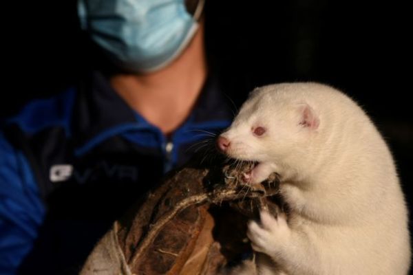 Κοροναϊός : Βρήκαν 300 παραλλαγές του κοροναϊού σε ανθρώπους που κόλλησαν από μινκ
