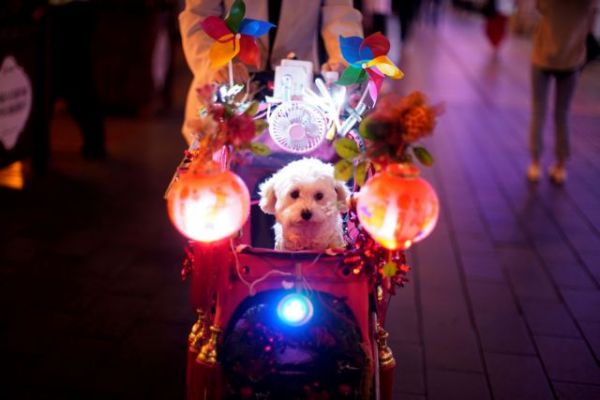 Κίνα : Μέτρο για απαγόρευση της βόλτας με σκυλιά – Θανάτωση μετά την τρίτη παραβίαση
