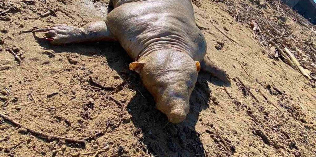 Κρήτη : Άγνωστο πλάσμα ξεβράστηκε από τον ποταμό – Τι πιθανολογούν οι ειδικοί