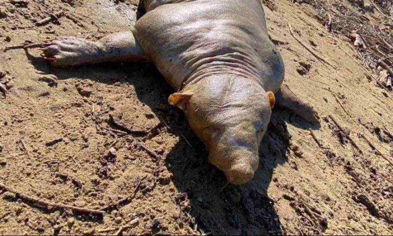 Κρήτη : Άγνωστο πλάσμα ξεβράστηκε από τον ποταμό – Τι πιθανολογούν οι ειδικοί