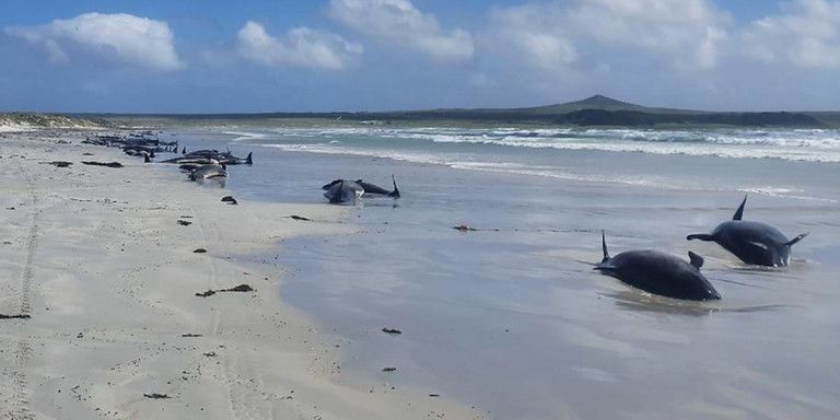Νέα Ζηλανδία: 100 φάλαινες και δελφίνια ξεβράστηκαν και πέθαναν στην άμμο