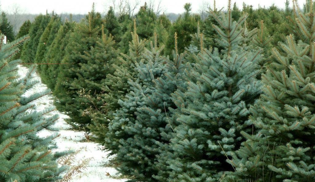 Το αληθινό έλατο είναι πιο οικολογικό από το ψεύτικο