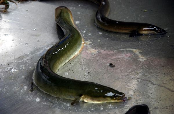 Απαγορεύεται από 1 Νοεμβρίου έως τέλος Ιανουαρίου η αλιεία χελιού