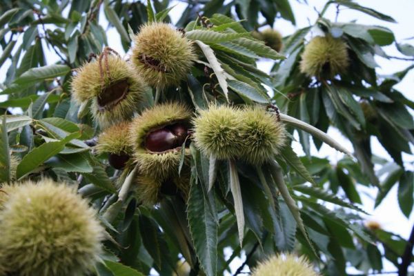 Σε απόγνωση οι καστανοπαραγωγοί του Πηλίου