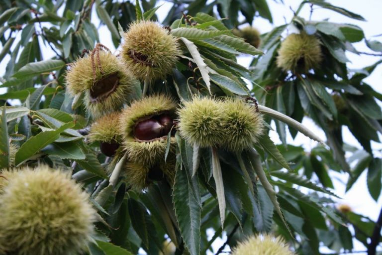 Σε απόγνωση οι καστανοπαραγωγοί του Πηλίου