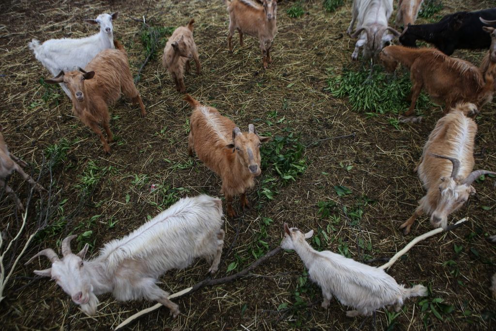Διενέργεια ετήσιας απογραφής του ζωικού κεφαλαίου