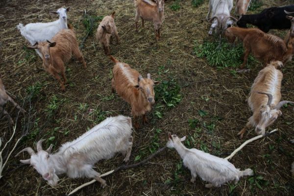 Διενέργεια ετήσιας απογραφής του ζωικού κεφαλαίου