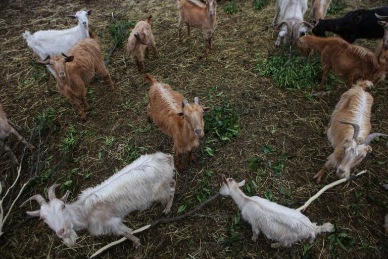Διενέργεια ετήσιας απογραφής του ζωικού κεφαλαίου