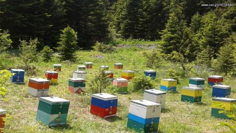 Κρήτη: Στο επίκεντρο δακοκτονία και μελισσοκομία