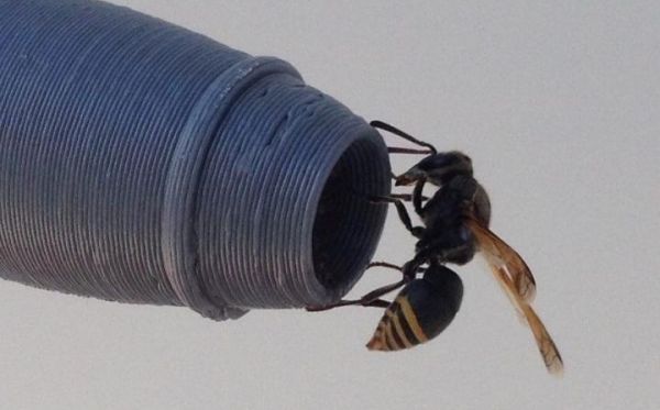 Πώς μια μικρή σφήκα μπορεί να καταρρίψει αεροπλάνα