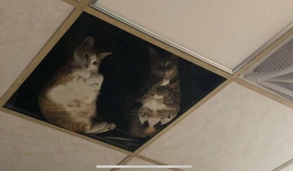 Προσοχή, γάτες στην οροφή!