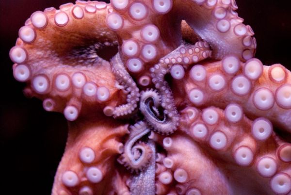 Τα πλοκάμια των χταποδιών έχουν αίσθηση της γεύσης