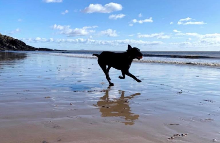 Η συγκινητική αντίδραση σκύλου σε πίνακα ζωγραφικής