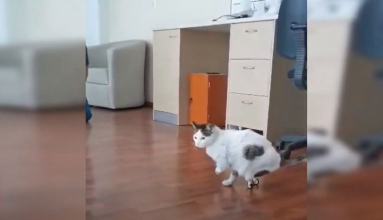 Περσέας: Γνωρίστε τον πρώτο γάτο με τεχνητά πόδια στην Ελλάδα