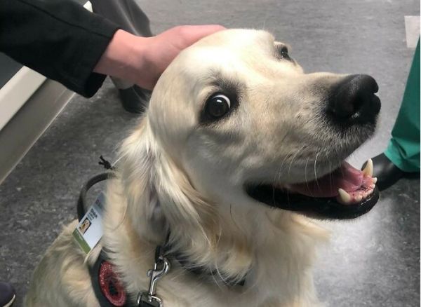 Νοσοκομείο «προσλαμβάνει» σκύλο για να φτιάχνει τη διάθεση του ιατρικού προσωπικού