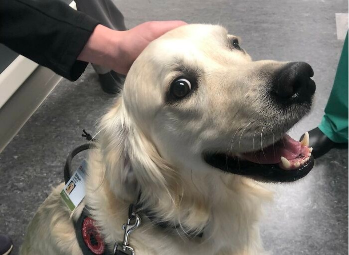 Νοσοκομείο «προσλαμβάνει» σκύλο για να φτιάχνει τη διάθεση του ιατρικού προσωπικού