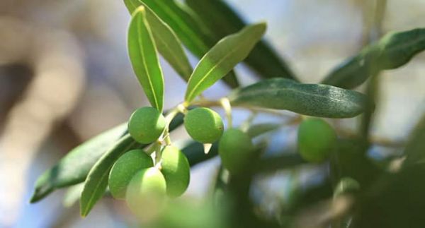 Ημερίδα : Σύγχρονες μέθοδοι για την προστασία της ελιάς και των εσπεριδοειδών