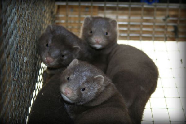 Δανία : Τοπικό εμβόλιο αποδείχθηκε αποτελεσματικό εναντίον της μετάλλαξης που εντοπίστηκε στα βιζόν