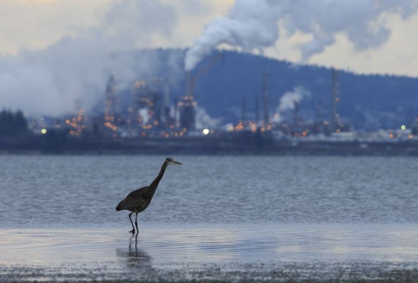 «Δισεκατομμύρια πτηνά» σώζονται χάρη στη μείωση της ατμοσφαιρικής ρύπανσης