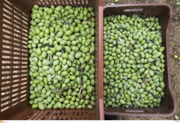 GIview: Η βάση δεδομένων για τις γεωγραφικές ενδείξεις της ΕΕ