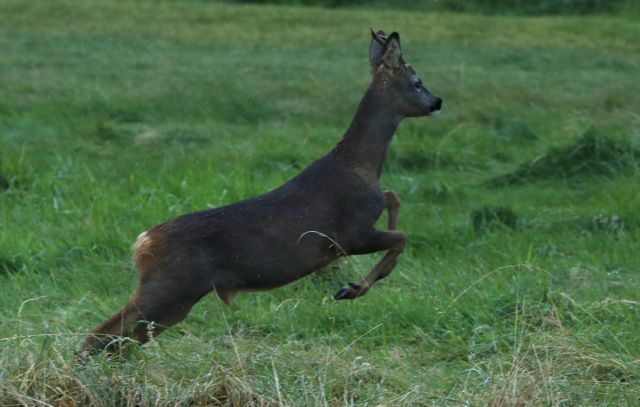 Τσεχία : Καταζητείται… ελάφι που έκλεψε την καραμπίνα ενός κυνηγού