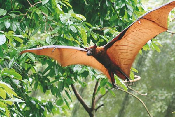 Κοροναϊός : Βρήκαν συγγενικούς ιούς σε νυχτερίδες που φυλάσσονταν σε καταψύκτες σε Ιαπωνία και Καμπότζη