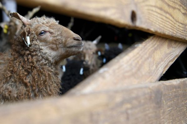 Επιβεβαίωση 280 εστιών καταρροϊκού πυρετού – Κρούσμα και στην Ηλεία