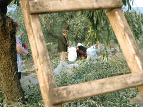 Η αξιοποίηση των παραδοσιακών ελαιώνων βοηθάει στην αντιμετώπιση της κλιματική αλλαγής