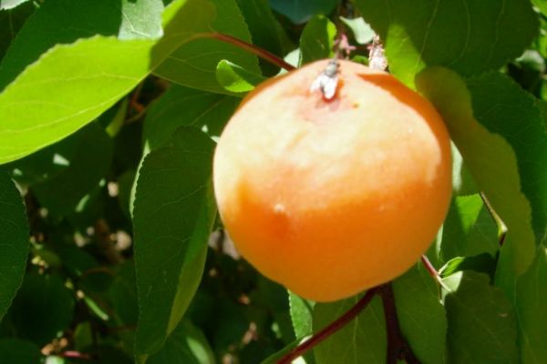 Στο στόχαστρο των επιστημόνων η μύγα των φρούτων