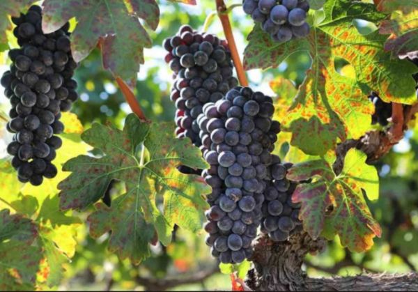 Τρύγος : Μειωμένη παραγωγή για τους αμπελουργούς στη Νεμέα