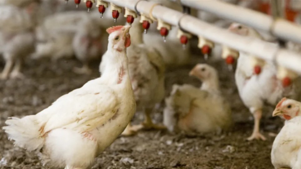 Γρίπη των πτηνών : Η Ολλανδία θανάτωσε 190.000 πουλερικά σε δύο εκτροφεία