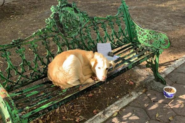 Σκύλος βρέθηκε δεμένος με ένα σημείωμα δίπλα του -«Σας παρακαλώ φροντίστε τον… Τον κακοποιούν στο σπίτι μου»