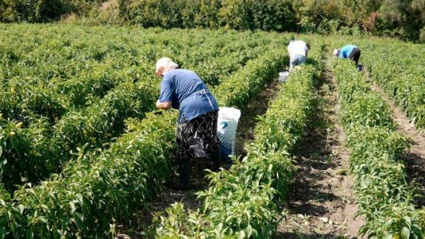 Οι γυναίκες πρωταγωνίστριες στο νέο αγροεπιχειρείν