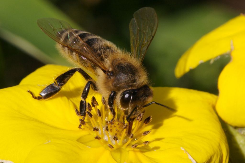 Ασθένεια μελισσών : Η χρόνια παράλυση
