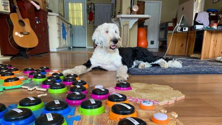 Μια σκυλίτσα κατακτά το Tik Tok με τις ικανότητες επικοινωνίας της