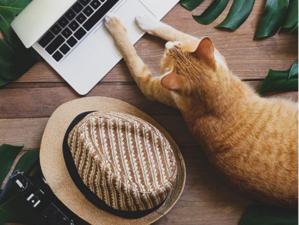 Έρευνα: Γιατί οι γάτες τρελαίνονται για τα πληκτρολόγια;