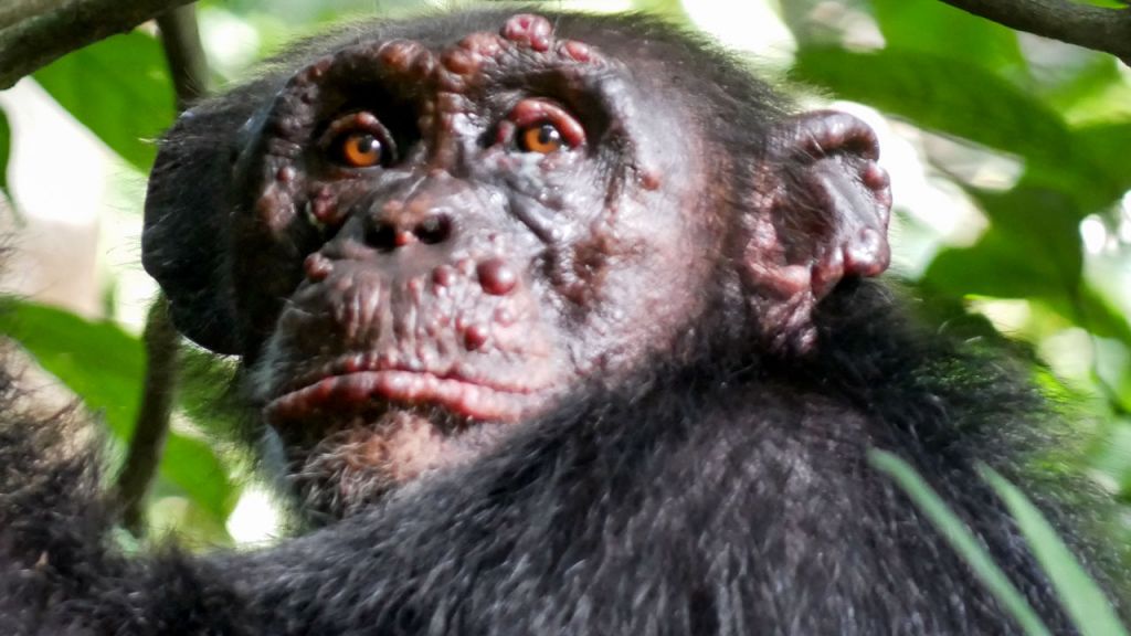 Πρωτοφανή κρούσματα λέπρας στους χιμπατζήδες της Αφρικής