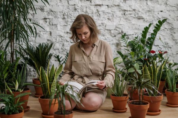Αυτά τα πέντε φυτά εσωτερικού χώρου καθαρίζουν την ατμόσφαιρα στο σπίτι σας