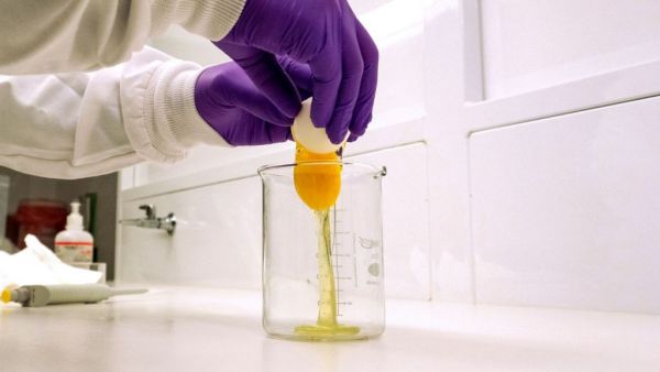 Covid-19 : Πρόληψη με αντισώματα κοτόπουλου στη μύτη;