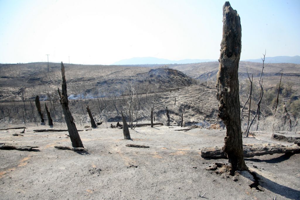 Σχέδιο αναδάσωσης μισού εκατομμυρίου στρεμμάτων