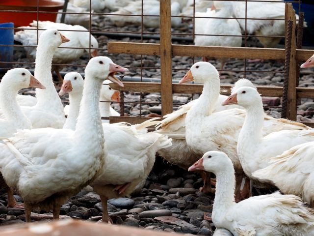 Γρίπη των πτηνών : Πρώτο κρούσμα στη Νορβηγία - Συρροή κρουσμάτων στο Βέλγιο