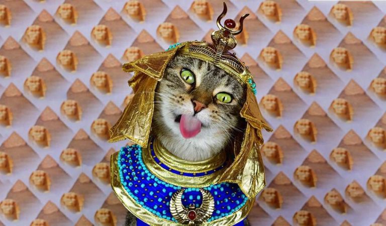 Η ιστορία της γάτας μέσα από μιά καταπληκτική νέα έκδοση