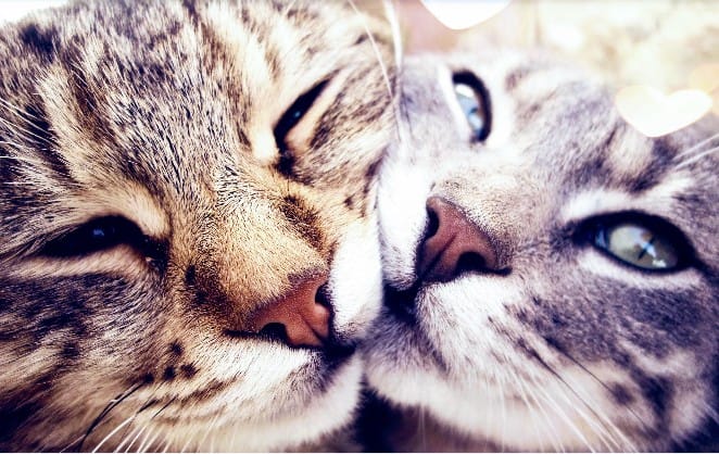 Αλεξάνδρα Παλαιολόγου: «Σκοτώνουν γατάκια live, κλαίω με λυγμούς»