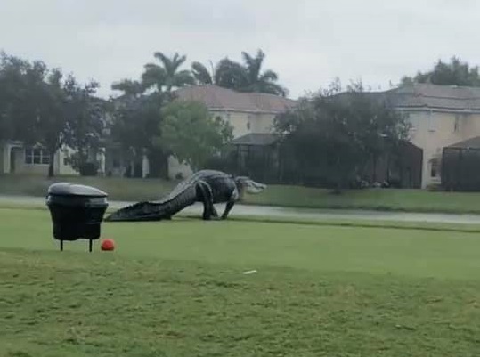 Φλόριντα : Τεράστιος αλιγάτορας κάνει βόλτα σε γήπεδο γκολφ
