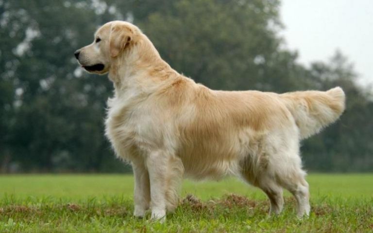 Σκύλος Γκόλντεν Ριτρίβερ περπάτησε 100 χιλιόμετρα για να γυρίσει σπίτι του