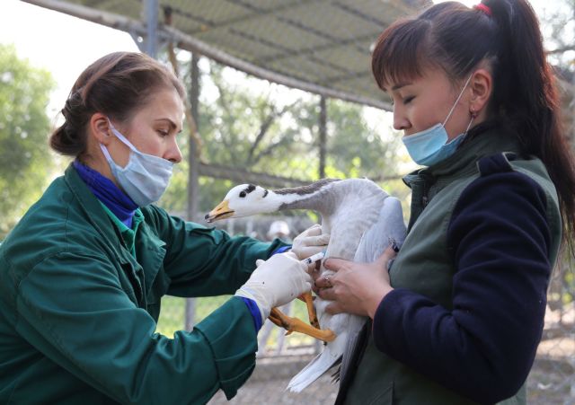 Βρετανία : Γρίπη των πτηνών εντοπίστηκε σε φάρμα στη νότια Αγγλία